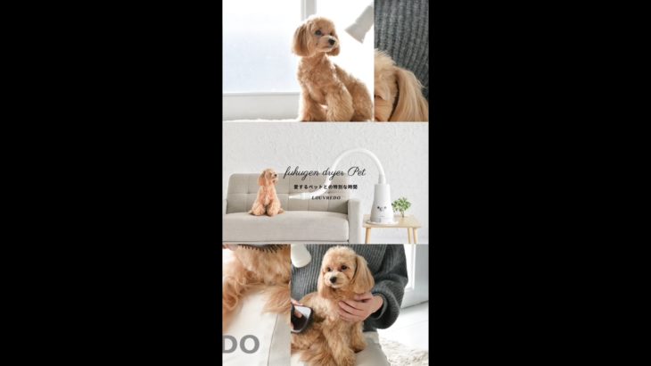 復元ドライヤーPET 〜愛するペットとの特別な時間〜