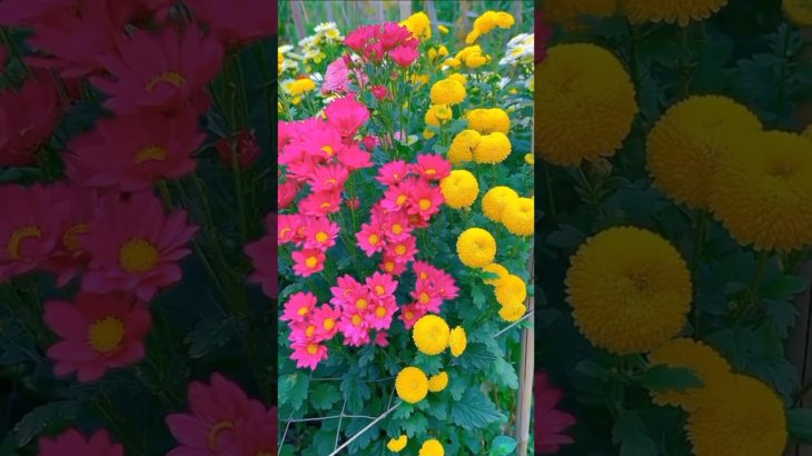 Stunning Flower Garden Tour 🌸 | Discover Nature’s Floral Beauty! #shorts