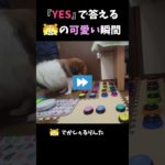 『YES』で答えるシェルティの可愛い瞬間【会話ボタンでしゃべる犬】 #shorts #dog