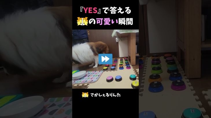 『YES』で答えるシェルティの可愛い瞬間【会話ボタンでしゃべる犬】 #shorts #dog