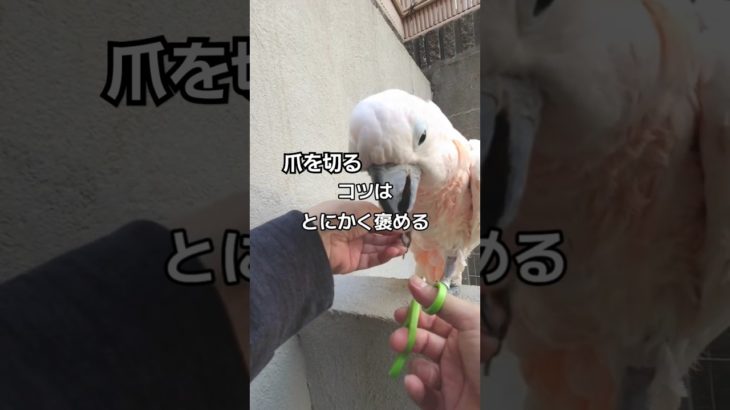 ペットの爪切りってどうしてる？家で爪を切る時はとにかく褒める作戦です🤭✨#animal #parrot #howto