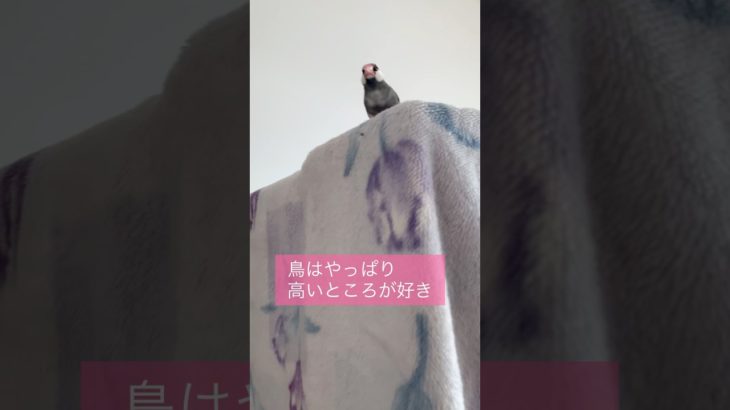 【文鳥】鳥はやっぱり高いところが好き　#birds  #ペット  R6.11.29