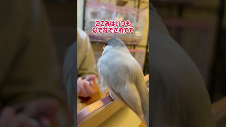 #文鳥 #ペット #鳥 #かわいい #ふわもこ部 #birds #pet  #finch #kawaii #javasparrow #癒し  #shorts