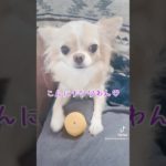 【可愛いこんにチワワ】#チワワ #chihuahua #ペット #可愛い #shorts #チワワちゃん #癒し #pets#cutedog #fyp #foryou