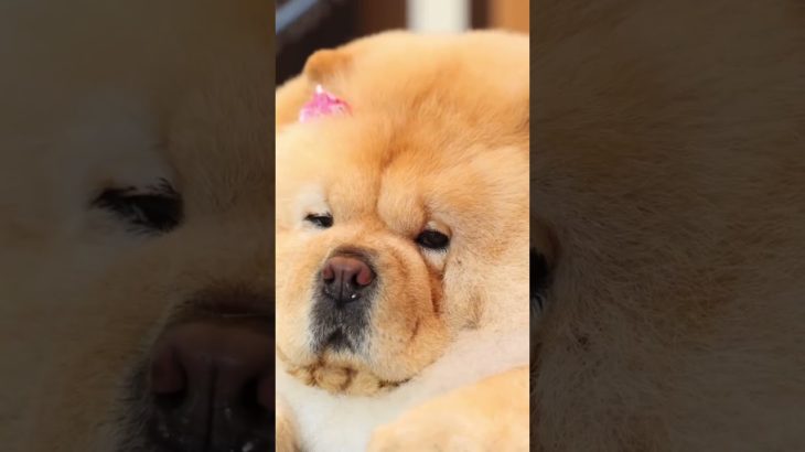 チャウチャウ#chowchow#犬 #ふわもこ部 #愛犬 #ペット