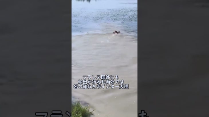 ペットにしたい犬の紹介 #サンジェルマンポインター #犬好きさんと繋がりたい #犬のいる暮らし #図鑑 #dog