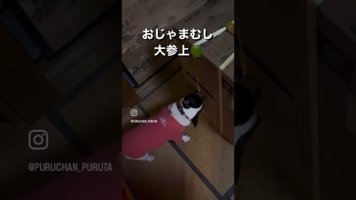 お邪魔虫参上　#ペット　#フレンチブルドッグ　#フレブル　#愛犬　#かわいい　#おもしろい　#やんちゃ　#わんこ　#dog #FrenchBulldog #funny#ぷる太 #ぷるちゃん