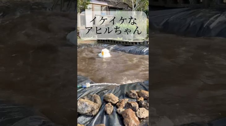 イケイケアヒル #duck #アヒル #癒し #かわいい #ペット#鳥 #イケイケ