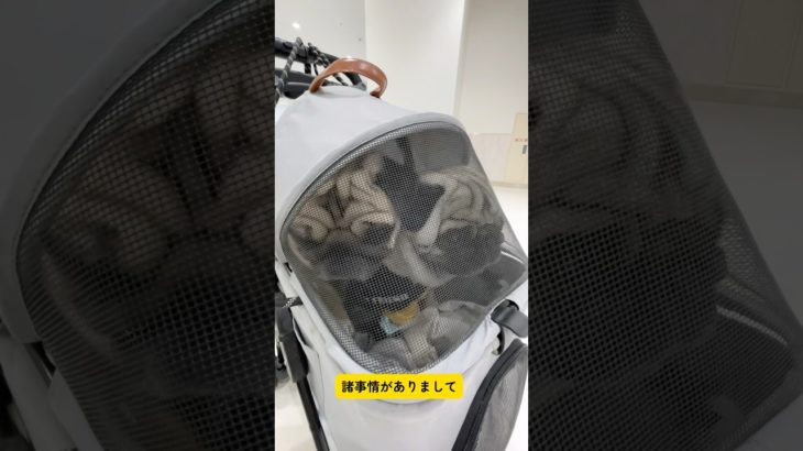 【パグ】pug ペットホテルで5泊6日 #パグ #ちゃびん #ちゅら #親子パグ