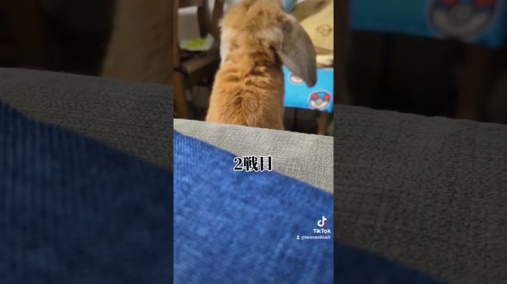 若い子はチャッキー知ってるかな？#うさぎ#癒し #ペット#rabbit #おすすめ #日常