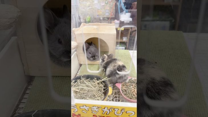 病院の帰りに寄ったペットコーナーで可愛すぎるうさぎを発見😳🐰‼️ #rabbit #bunny #うさぎの赤ちゃん