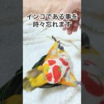 インコであることを忘れやすいインコ#shorts #ショート #インコ #ペット #可愛い