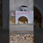 【ペット】ハムスターが脱走ドッキリ仕掛けてきました…#shorts