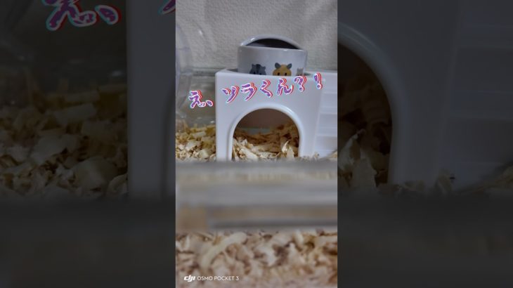 【ペット】ハムスターが脱走ドッキリ仕掛けてきました…#shorts