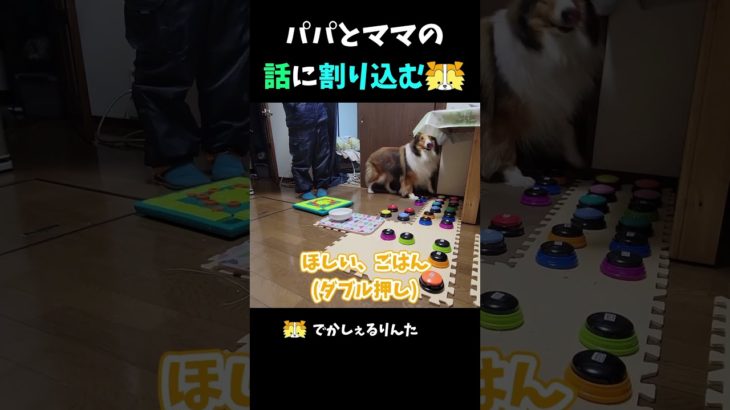 パパとママの話に割り込むシェルティ【会話ボタンでしゃべる犬】 #shorts #dog