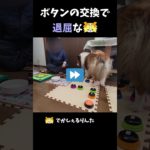 ボタンの交換で退屈なシェルティ【会話ボタンでしゃべる犬】 #shorts #dog