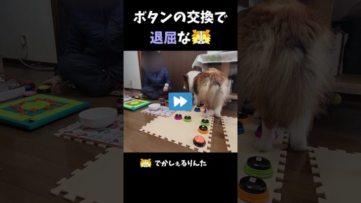 ボタンの交換で退屈なシェルティ【会話ボタンでしゃべる犬】 #shorts #dog