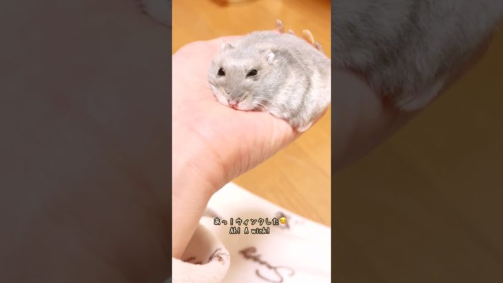 ぺたんこなハムスターが可愛い【ててらぼペット部】