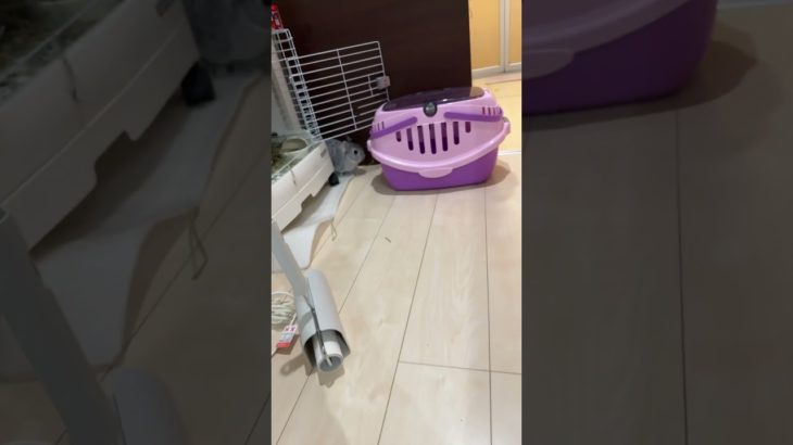 目線を感じました#うさぎ#ペットの日常#ペット