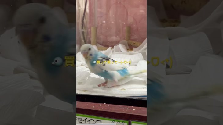 🐦ぴよちゃん#ペットショップ #セキセイインコ #おもしろ
