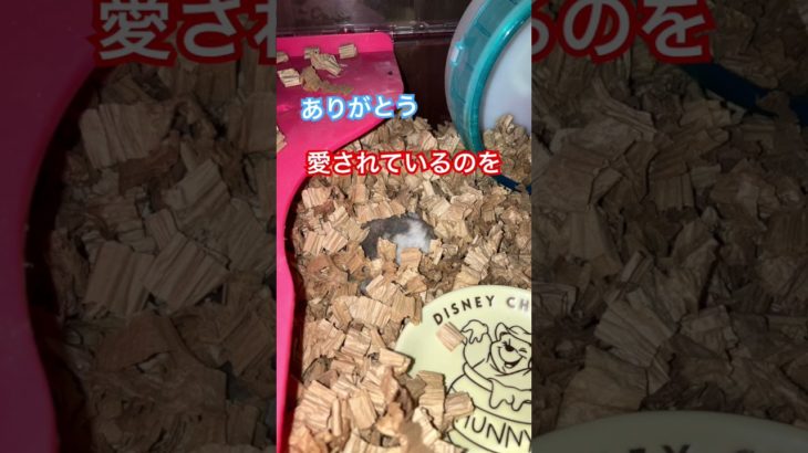 ペットのハムスターのリボンちゃんが死んでしまいました。悲しいけど心の中で思い出をたくさんありとても可愛くおとなしかったです。