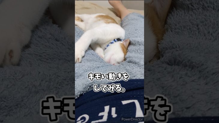 股の間が好きな猫 #ペット #かわいい #猫のいる生活