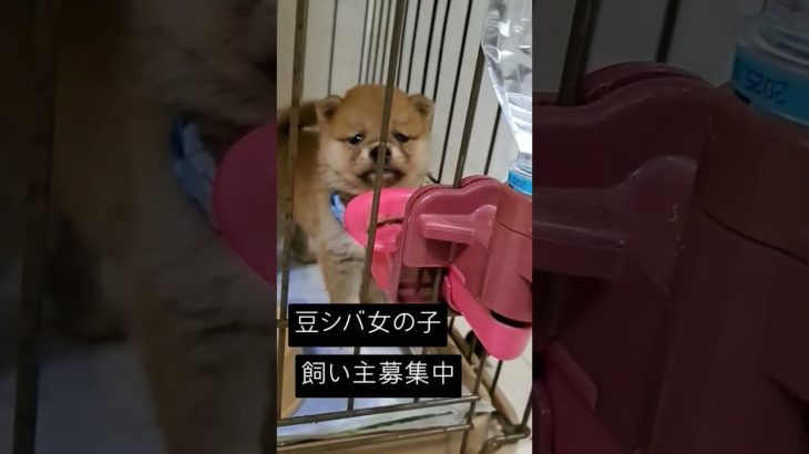 #癒し #ペット #動物 #柴#犬