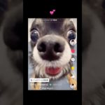 「マサイ宅」ちくわ🐶#フィッシャーズ切り抜き