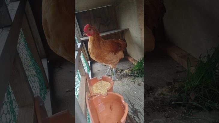 【２か月後喰われるペット】#犬のいる暮らし #犬のいる生活 #にわとり #焼鳥