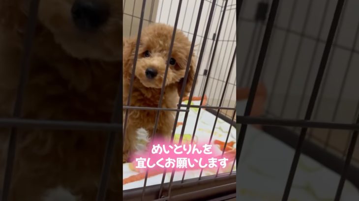 家族が増えました🐶#トイプードル #ペット #癒し動画 #犬 #いぬのいる生活