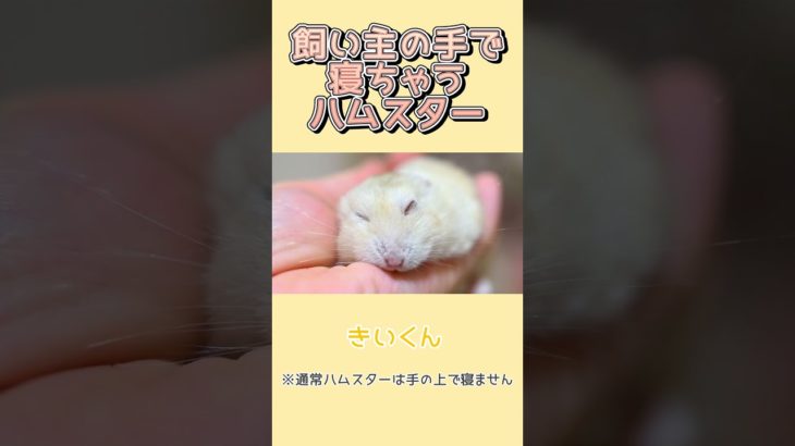 飼い主の手で寝るハムスター！！　#ジャンガリアンハムスター　#ハムスター　#ペット