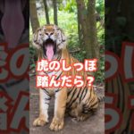 虎のしっぽ踏んだら？　#雑学#動物#ペット#豆知識#性#面白い