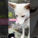 ペットカフェってどう思いますか？#ペット #動物病院 #獣医 #動物施設 #動物愛護 #動物 #ペットカフェ #犬カフェ #サモエドカフェ #猫カフェ