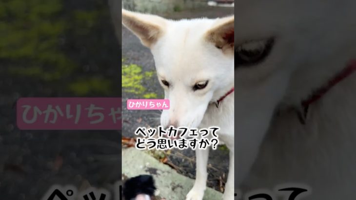 ペットカフェってどう思いますか？#ペット #動物病院 #獣医 #動物施設 #動物愛護 #動物 #ペットカフェ #犬カフェ #サモエドカフェ #猫カフェ