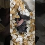 【生後５日】赤ちゃんハムスターかなり動き回ってる🤣 #ハムスター #ペット #癒し #母乳 #授乳 #出産　#生後 #モルモット