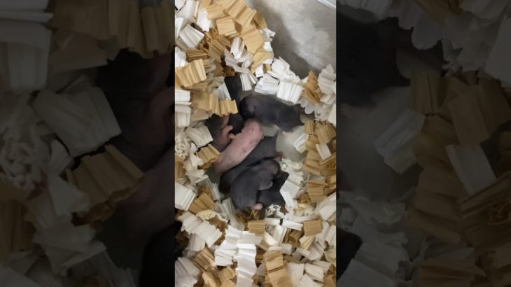 【生後５日】赤ちゃんハムスターかなり動き回ってる🤣 #ハムスター #ペット #癒し #母乳 #授乳 #出産　#生後 #モルモット