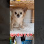 【猫の真似する犬】#チワワ#ペット #面白い