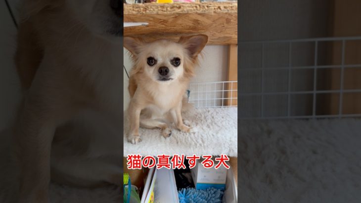 【猫の真似する犬】#チワワ#ペット #面白い