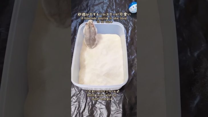 砂遊びをするハムスターが可愛い【ててらぼペット部】