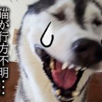 散歩から戻ると猫と犬が何処にもいないんです…