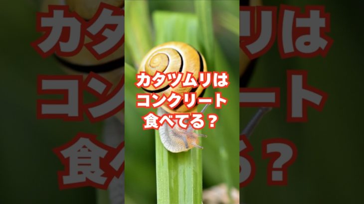 カタツムリはコンクリート食べてる？#雑学 #動物 #ペット #豆知識 #面白い