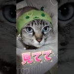 最後まで見ててよ #うちのペット #猫のいる暮らし #うちのこ #うちのねこ