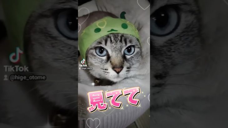 最後まで見ててよ #うちのペット #猫のいる暮らし #うちのこ #うちのねこ