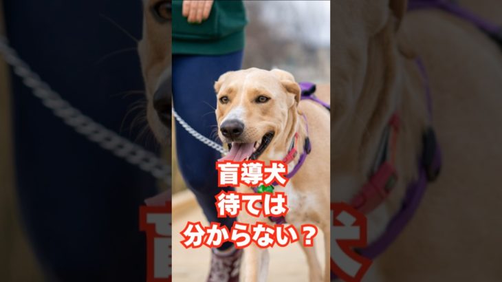 盲導犬待ては分からない？　#雑学 #動物 #ペット #豆知識 #面白い