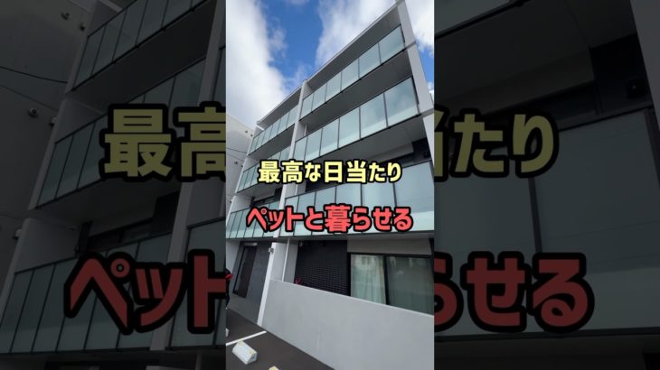 【札幌お部屋探し】最高な日当たりでペットと暮らせるお部屋をご紹介!! #賃貸 #札幌マンション #札幌賃貸マンション #不動産 #札幌不動産 #札幌