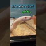 【幸か不幸か】#コーンスネーク#蛇#爬虫類#ペット
