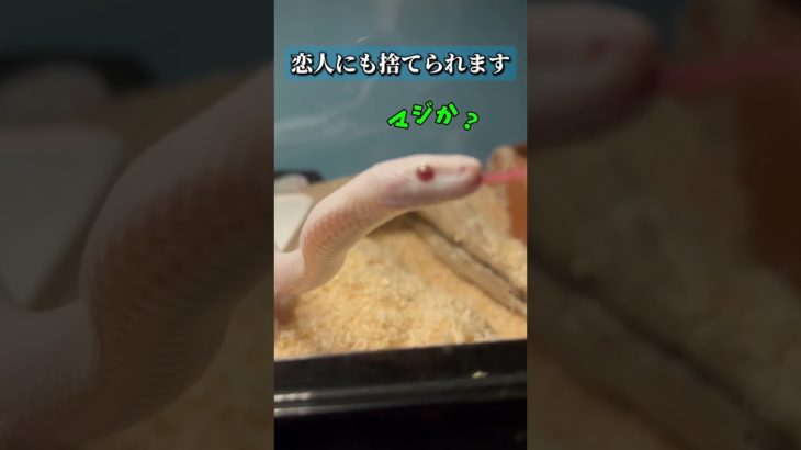 【幸か不幸か】#コーンスネーク#蛇#爬虫類#ペット