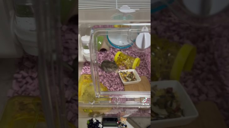 12月17日ダイエット日記