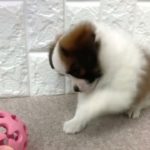 遊ぶの大好きパピくん💓ペットショップ 犬の家 吹田店 「パピヨン」「問い合わせ番号：181015」