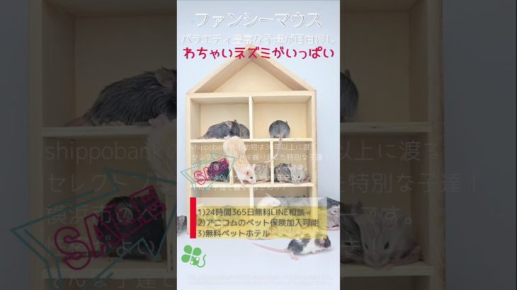 2024.12.13up #ファンシーマウス 横浜市のペット専門ネズミブリーダー　お問い合わせ・来店予約はHP、もしくは050-5371-8616